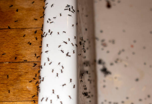 Best Wasp Removal Services  in Highgrove, CA