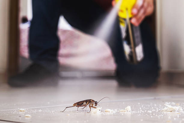 Best Local Pest Control Services  in Highgrove, CA